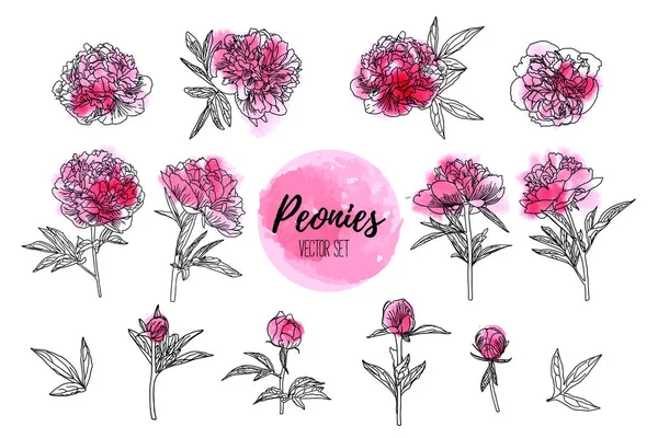 Beyaz arka plan üzerine izole suluboya şakayık seti.