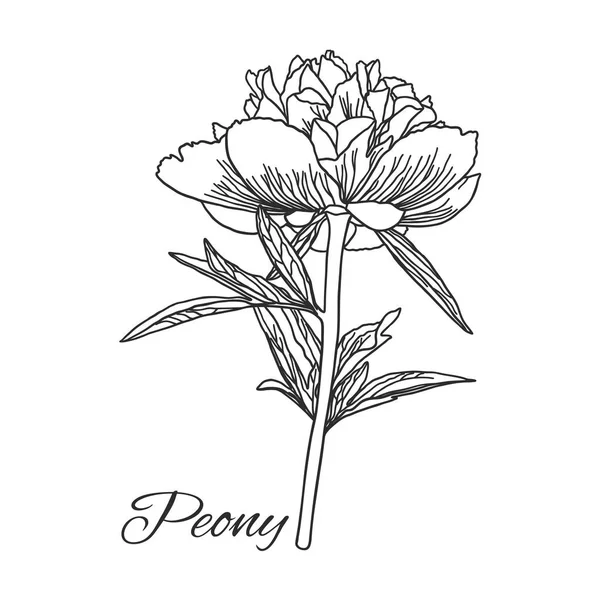 Cute Peony flower in line art style isolated on white. — Stock Vector