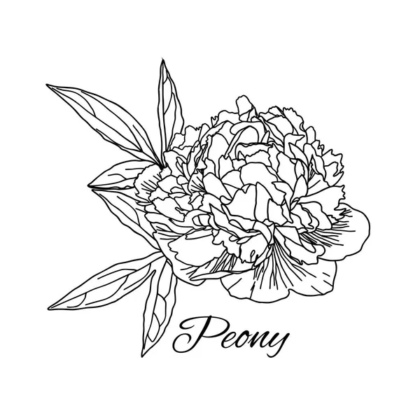 Cute Peony flower in line art style isolated on white. — Stock Vector