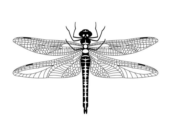 Black vector dragonfly icon isolated on white background, — Stock Vector