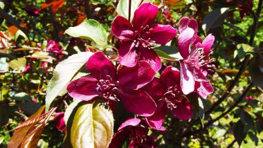 Güzel ağaç bahar kırmızı çiçekli.