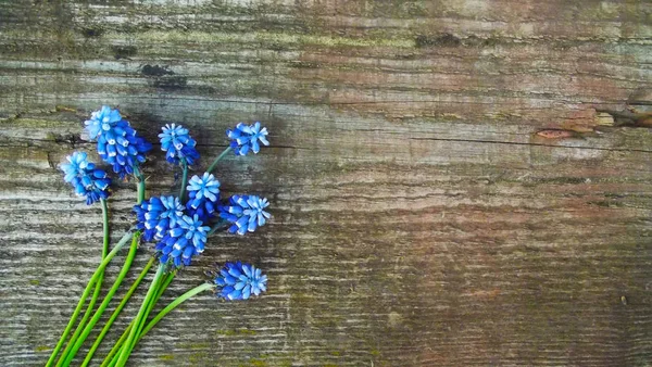 Spring Flowers Blue Muscari Wooden Background — Stock Photo, Image