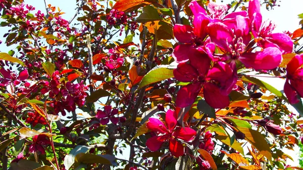 Όμορφο Δέντρο Κόκκινα Λουλούδια Την Άνοιξη — Φωτογραφία Αρχείου