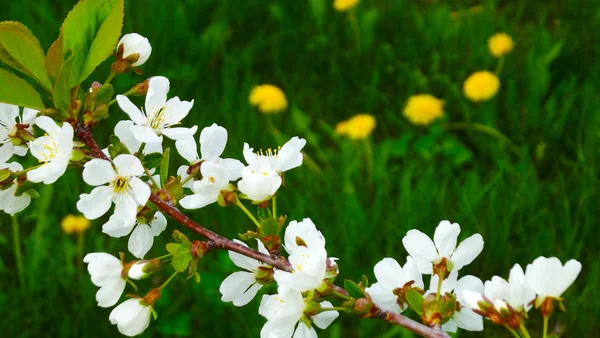 Los Árboles Que Florecen Jardín Primavera —  Fotos de Stock