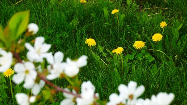 Floraison Des Arbres Dans Jardin Printemps — Photo