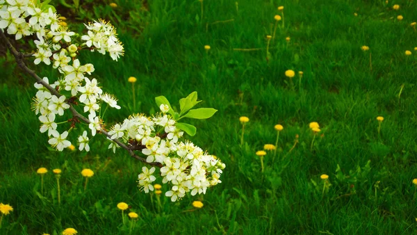Tavaszi Kertben Virágzó Fák — Stock Fotó