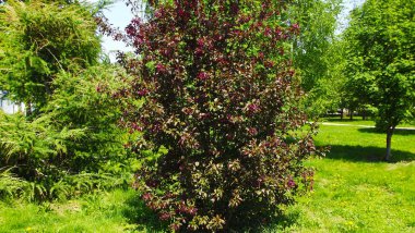 Güneşli bir günde bir pitoresk Park.