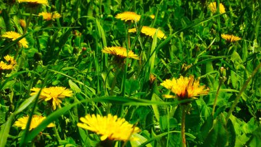 Park'ın bahçesinde sarı karahindiba.