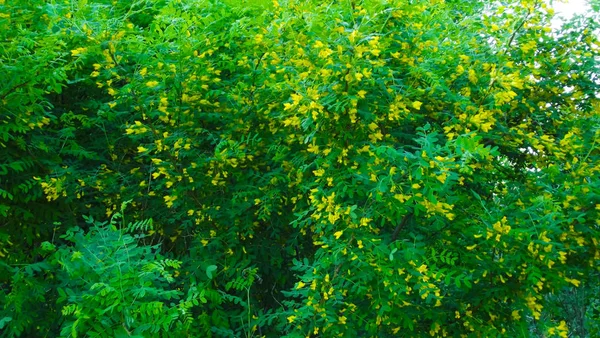 Fragrant Blooming Acacia Spring Garden — Stock Photo, Image