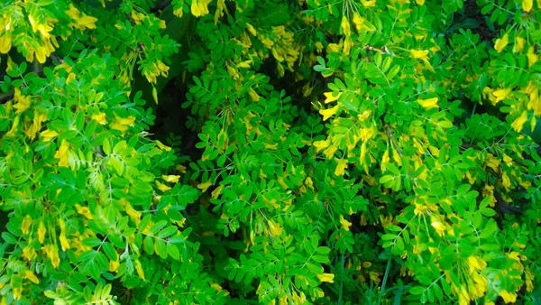 Doftande Blommande Acacia Våren Trädgården — Stockfoto