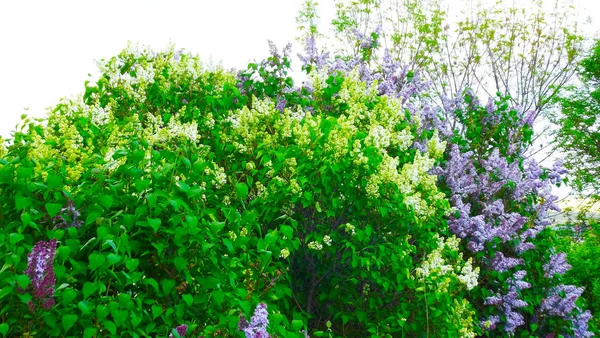 Blooming Lilac Garden Spring — Stock Photo, Image