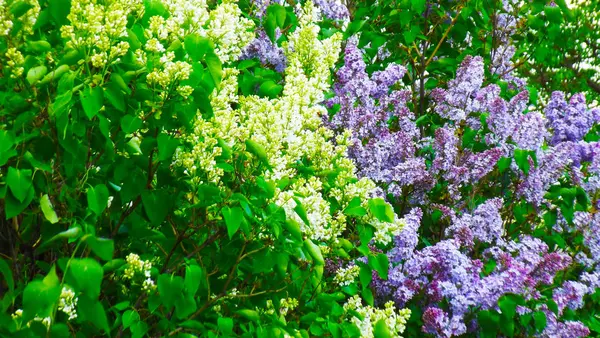 Blooming Lilac Garden Spring — Stock Photo, Image