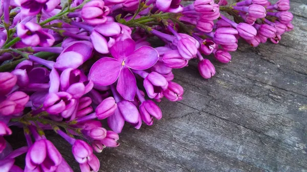 Lilás Roxo Sobre Fundo Madeira — Fotografia de Stock