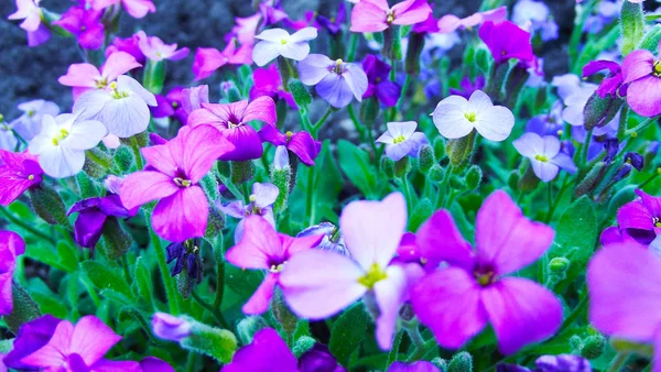 Colorful Aubrieta Flower Bed Garden — Stock Photo, Image