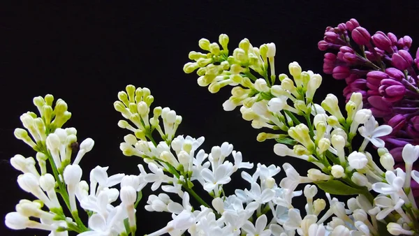 Beautiful Lilac Black Background Natural Background — Stock Photo, Image