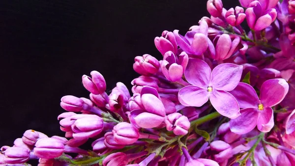 Beautiful Lilac Black Background Natural Background — Stock Photo, Image
