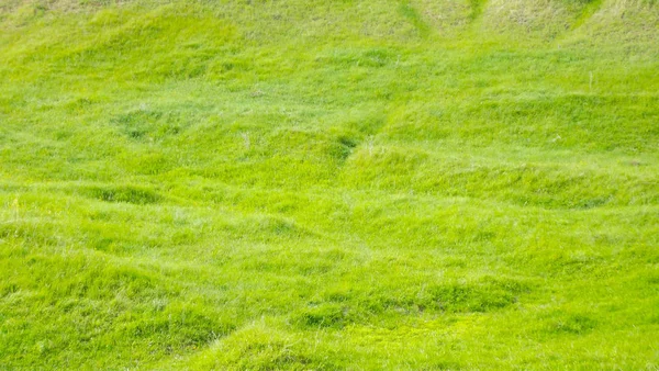 柔らかい緑の草の牧草地で 自然の背景 — ストック写真