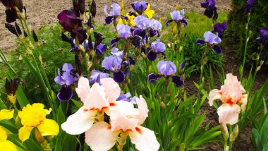 Bahçede güzel irises. Doğal arka plan.