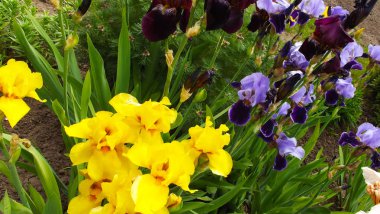 Bahçede güzel irises. Doğal arka plan.