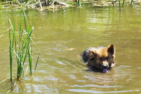 Shaggy dog swimming in the lake.Hot summer day.