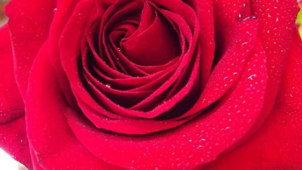 Schöne Rosen Garten Natürlicher Hintergrund — Stockfoto
