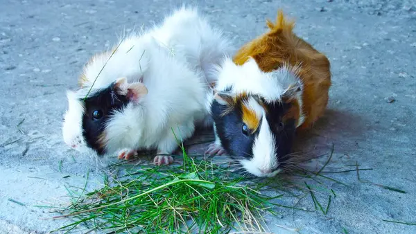 Mooie Cavia Eten Gras — Stockfoto