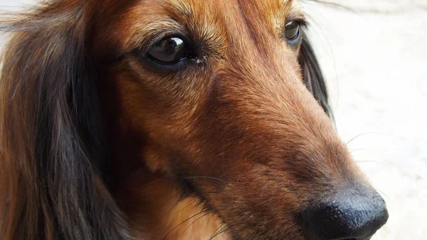 棕色头发的美丽的狗 — 图库照片