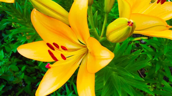 Beautiful Orange Lilies Flower Bed Garden — Stock Photo, Image