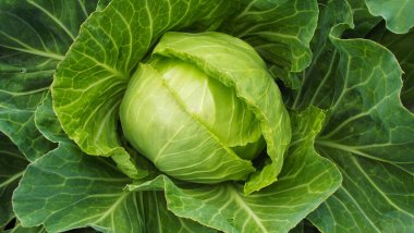 Taze lahana bahçede büyür.