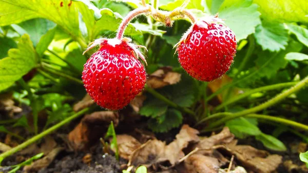 Delicious Fragrant Strawberries Garden — Stock Photo, Image