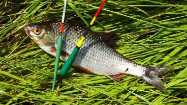 Balık balık yakaladım. Nehri üzerinde dinlenmek.