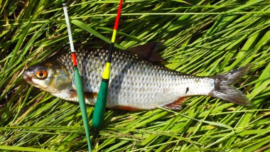 Balık balık yakaladım. Nehri üzerinde dinlenmek.