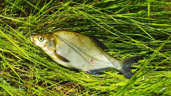 Halászat Kifogott Halak Pihenés Folyó — Stock Fotó
