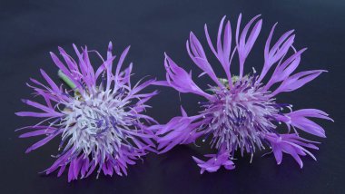 Siyah arka plan üzerine güzel peygamber çiçeği çiçek.