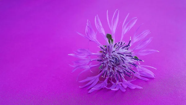 Schöne Kornblume Blume Auf Lila Hintergrund — Stockfoto