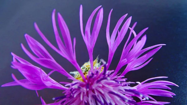 Schöne Kornblume Blume Auf Schwarzem Hintergrund — Stockfoto