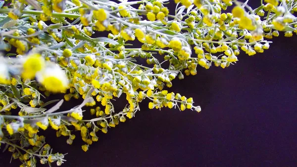 Beautiful Blooming Wormwood Black Background — Stock Photo, Image