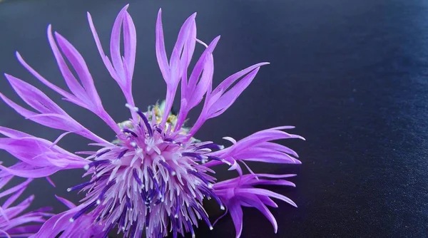 Krásná Chrpa Květ Černém Pozadí — Stock fotografie
