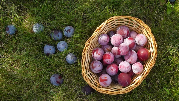 Ripe Useful Plum Basket Grass — Stock Photo, Image