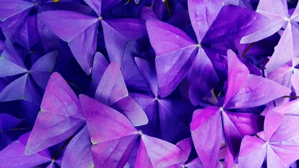 Schöne Blume Mit Lila Blättern — Stockfoto