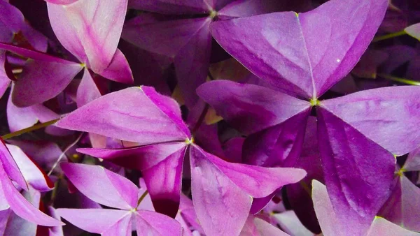 Schöne Blume Mit Lila Blättern — Stockfoto