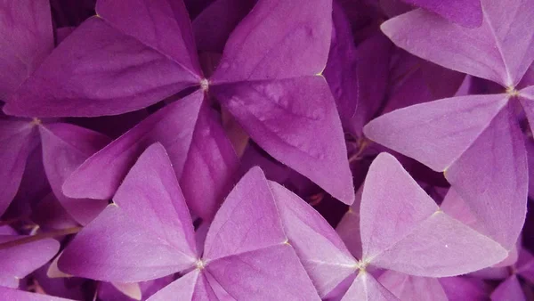 Schöne Blume Mit Lila Blättern — Stockfoto