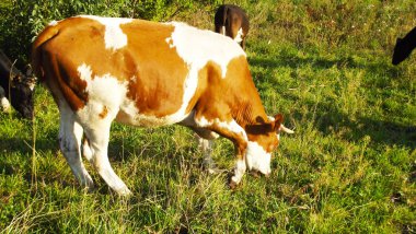 İnekler mera otlatmak. Kırsal manzara.