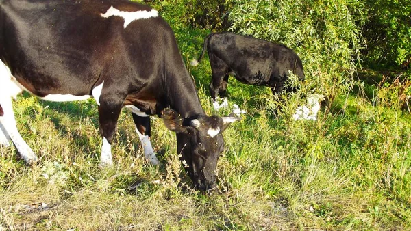 Cows Graze Pasture Rural Landscape — Stock Photo, Image