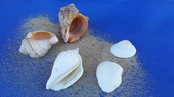 Hermosas Conchas Marinas Sobre Fondo Azul — Foto de Stock