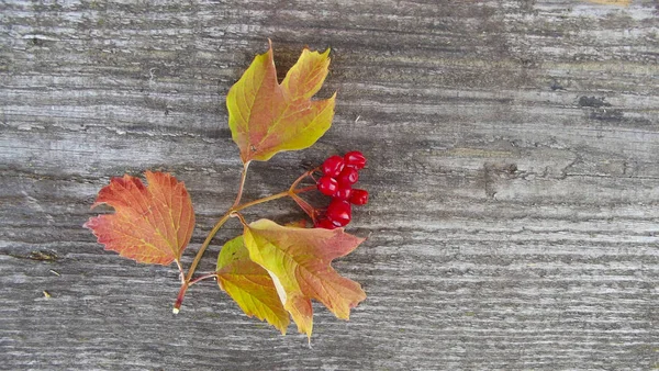 Reife Beere Viburnum Auf Einem Hölzernen Hintergrund — Stockfoto