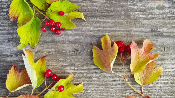 Ripe Berry Viburnum Wooden Background — Stock Photo, Image