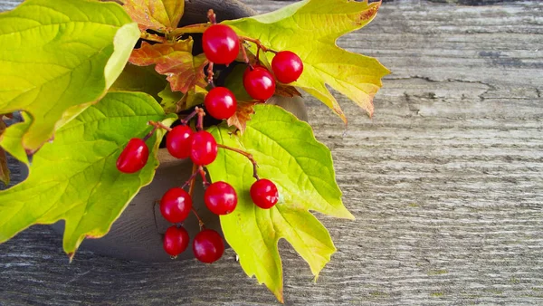 Ripe Berry Viburnum Clay Pot Wooden Background — Stock Photo, Image