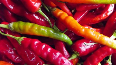 Olgun acı biber. Bahçeden hasat.