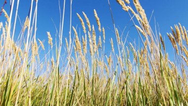 Bitkiler tahıl ailesinden. Kulakları mavi gökyüzü.